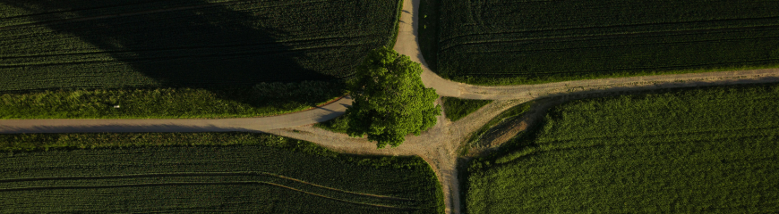 Veduta aerea di un incrocio tra campi verdi con un albero solitario al centro